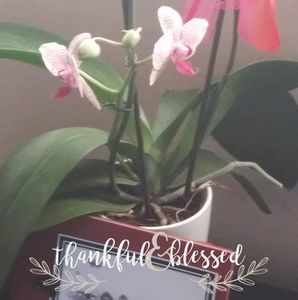 Meet your Posher, Faye